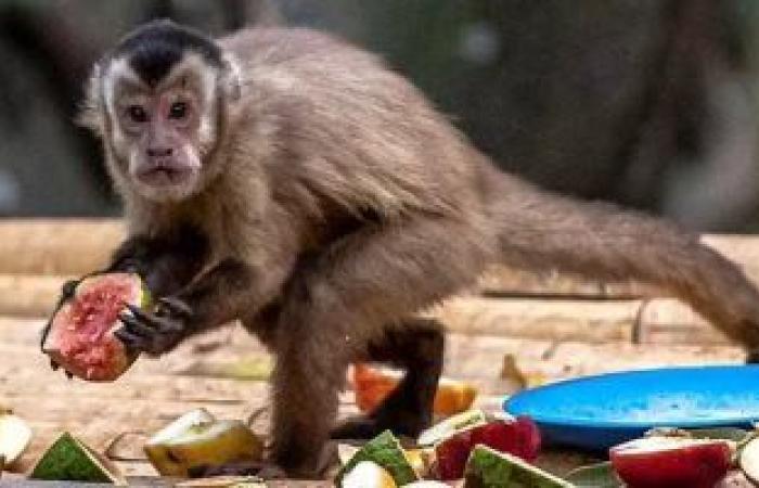 البرازيليون يسممون القرود خوفا من الجدرى..والصحة العالمية:لا توجد صلة بينهما