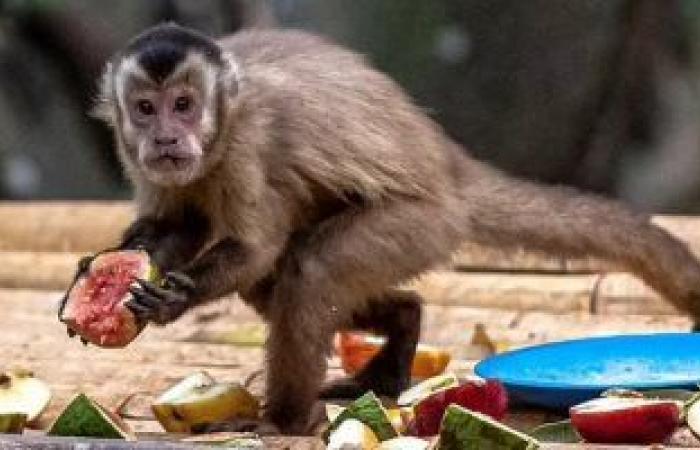 علماء فرنسيون: جدرى القرود يمكن القضاء عليه عند حرارة 60 درجة مئوية